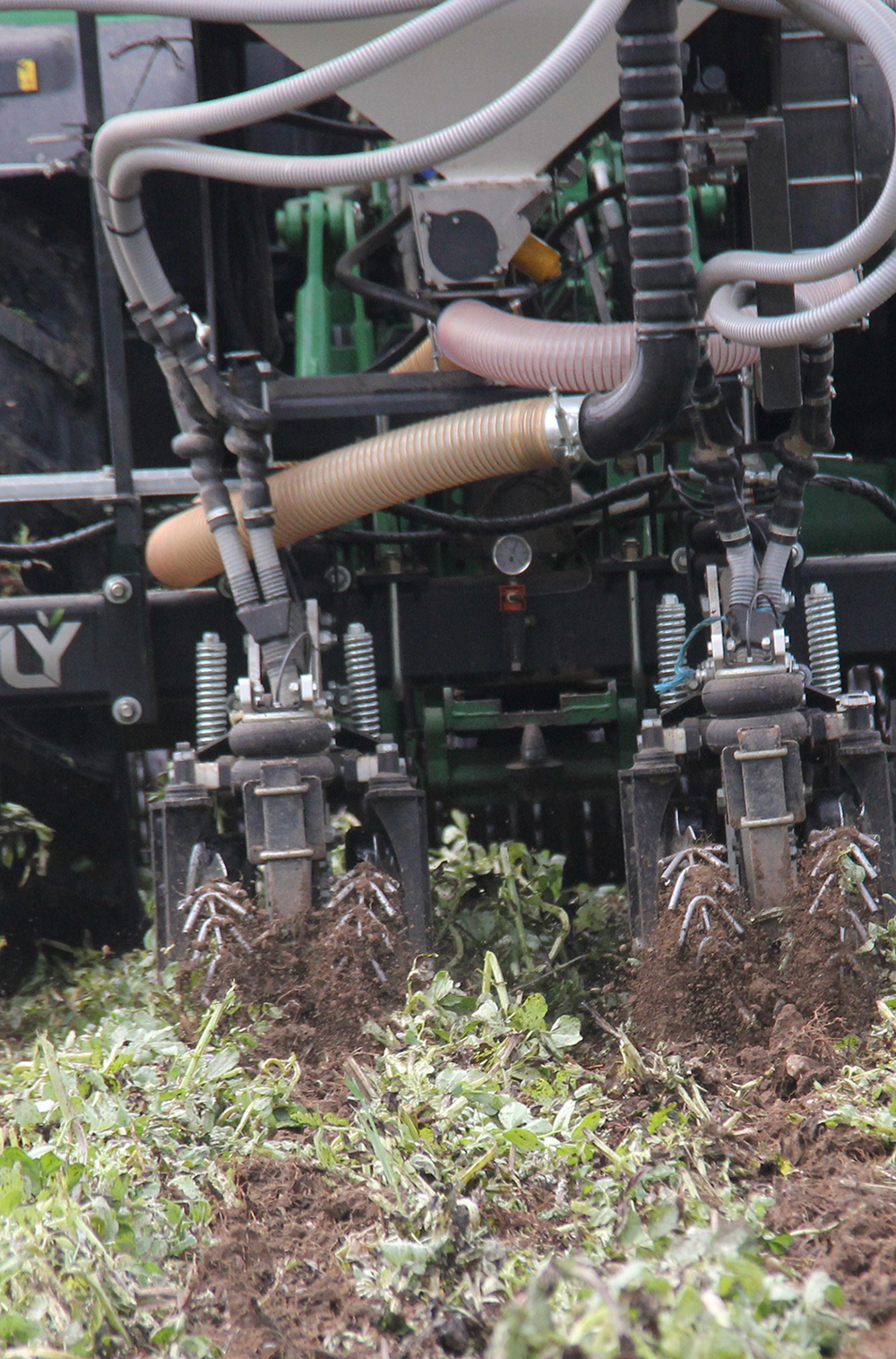 strip till dans du couvert Cuma